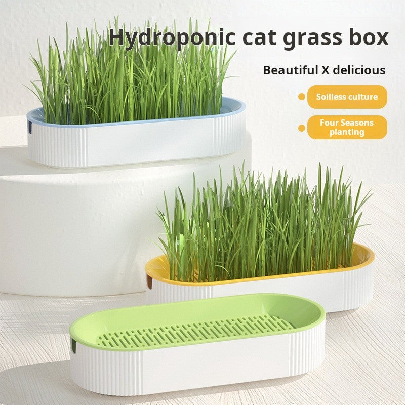 Kit Grama Hidropônica para Gatos + Catnip – Plantio Fácil em Casa ??