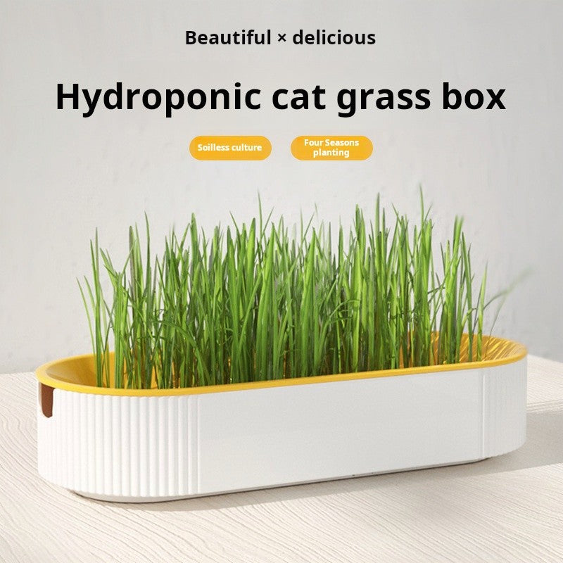 Kit Grama Hidropônica para Gatos + Catnip – Plantio Fácil em Casa ??