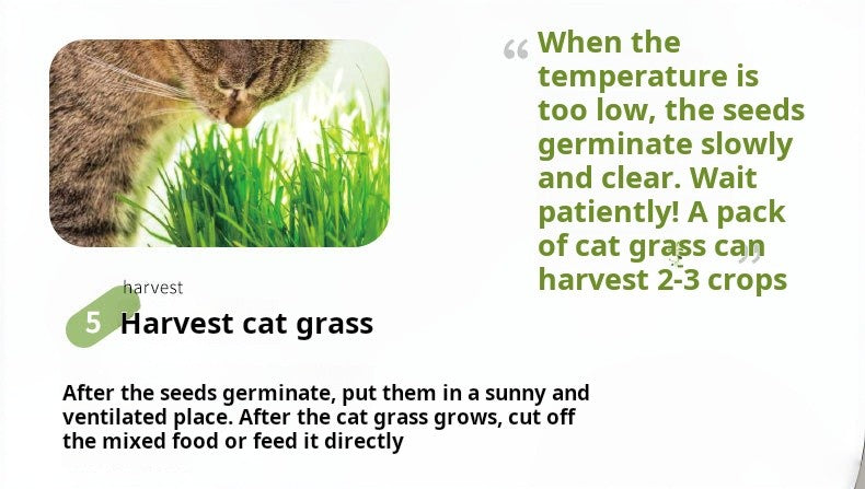 Kit Grama Hidropônica para Gatos + Catnip – Plantio Fácil em Casa ??